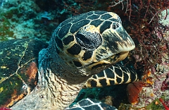 Raja Ampat 2016 - Eretmochelys imbricata - Turtle - Tortue imbriquee - IMG_4578_rc